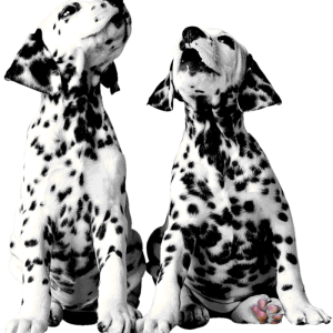 two dalmatian puppies PNG
