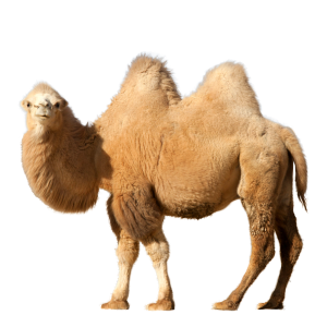 Camel PNG