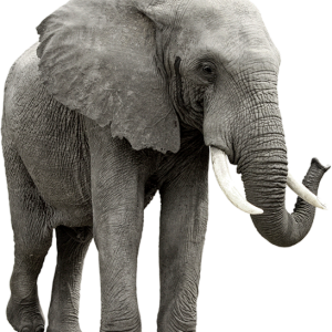 Elephant PNG