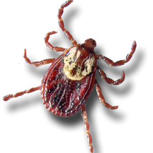 Tick insect PNG