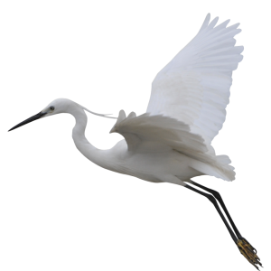 Heron PNG