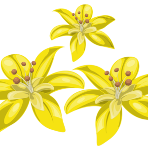 Lilium PNG