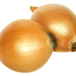 Onion PNG