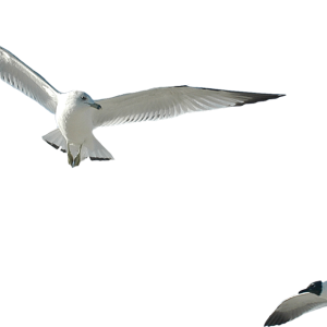 Gull PNG
