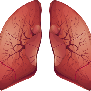 Lungs PNG