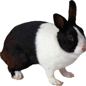 Rabbit PNG image