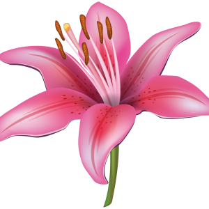 Lilium PNG