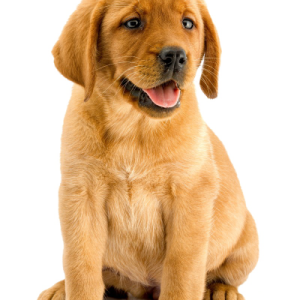 Labrador Retriever PNG