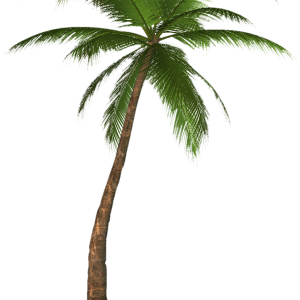 Palm tree PNG