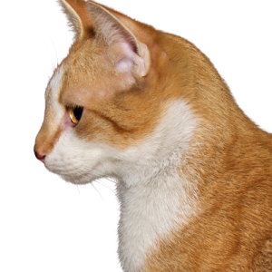 Cat PNG