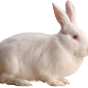 White rabbit PNG image
