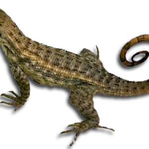 Lizard PNG