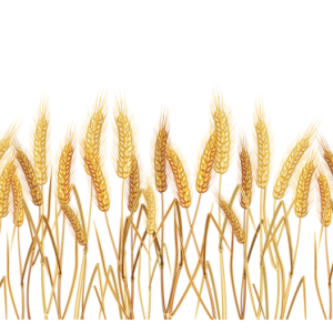 Wheat PNG