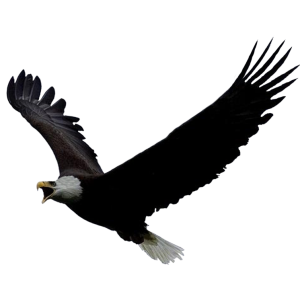 Eagle PNG image, free download