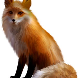Fox PNG
