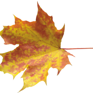 autumn PNG leaf