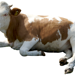 cow PNG