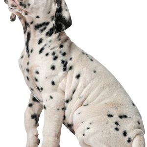 Dalmatian puppy PNG