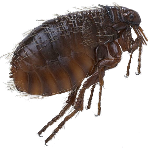 Flea PNG