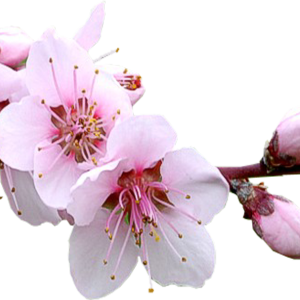 Sakura PNG