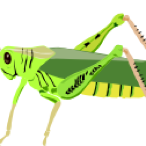 Grasshopper PNG