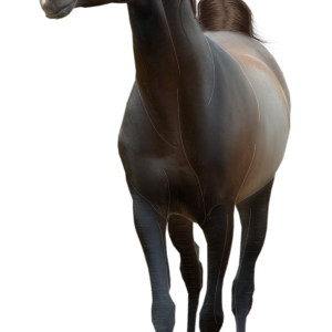 Horse png image