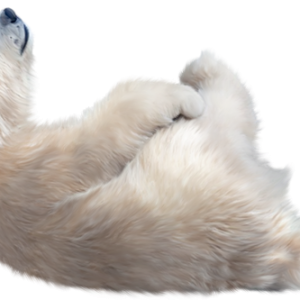 Polar white bear PNG