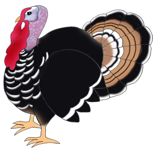 Turkey bird PNG