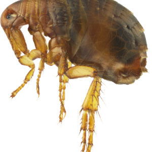 Flea PNG