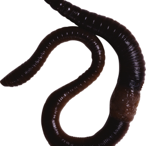 earthworm worm PNG