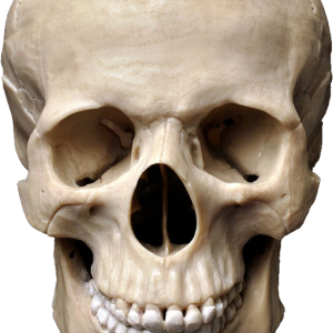 Skull PNG