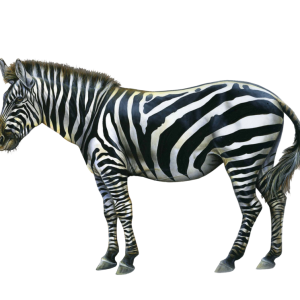 Zebra PNG image