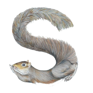 Letter S PNG