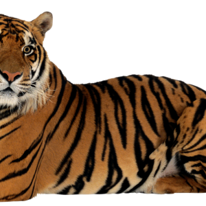 Tiger PNG image, free download, tigers