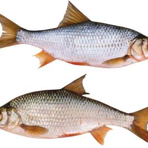 Fish PNG