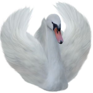 Swan PNG
