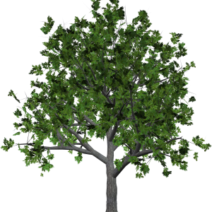 tree png image
