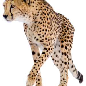 Cheetah PNG