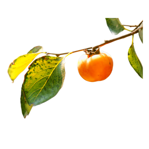 Persimmon PNG