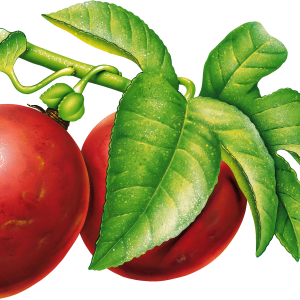 Plum PNG image