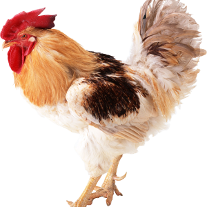 Cock PNG