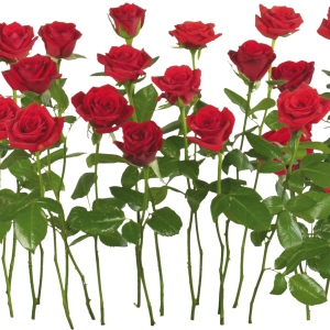 Rose png image, free picture download