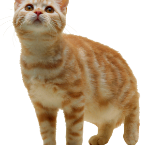 Cat PNG