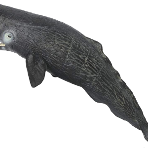 Sperm whale PNG transparent