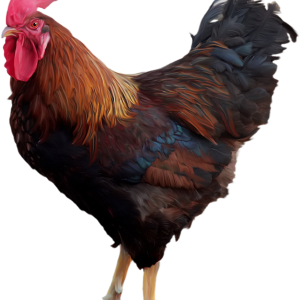 Cock PNG