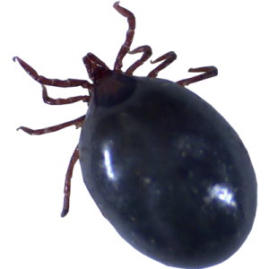 Tick insect PNG