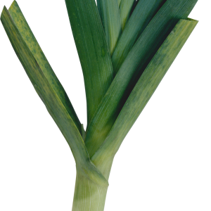 Leek PNG