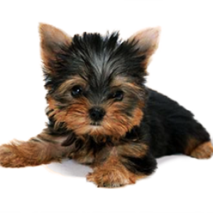 dog png image, picture, download, dogs