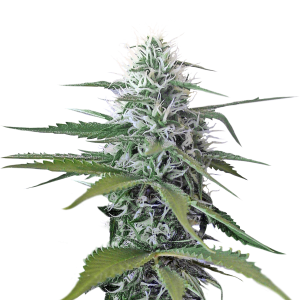 Cannabis PNG