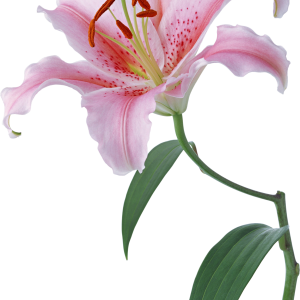 Lilium PNG